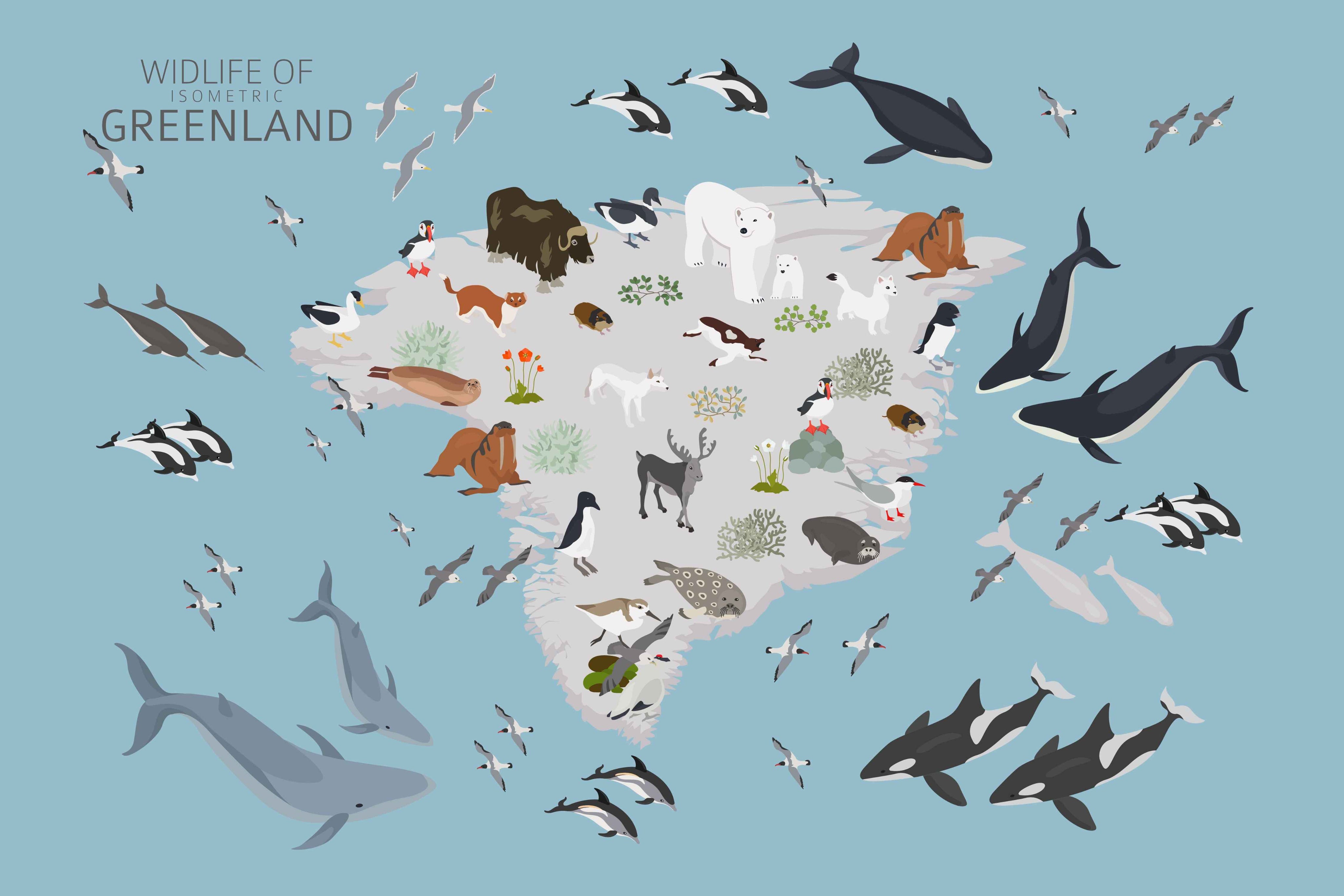 Wildlife of isometric Greenland