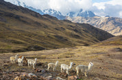 Alpacas at dawn