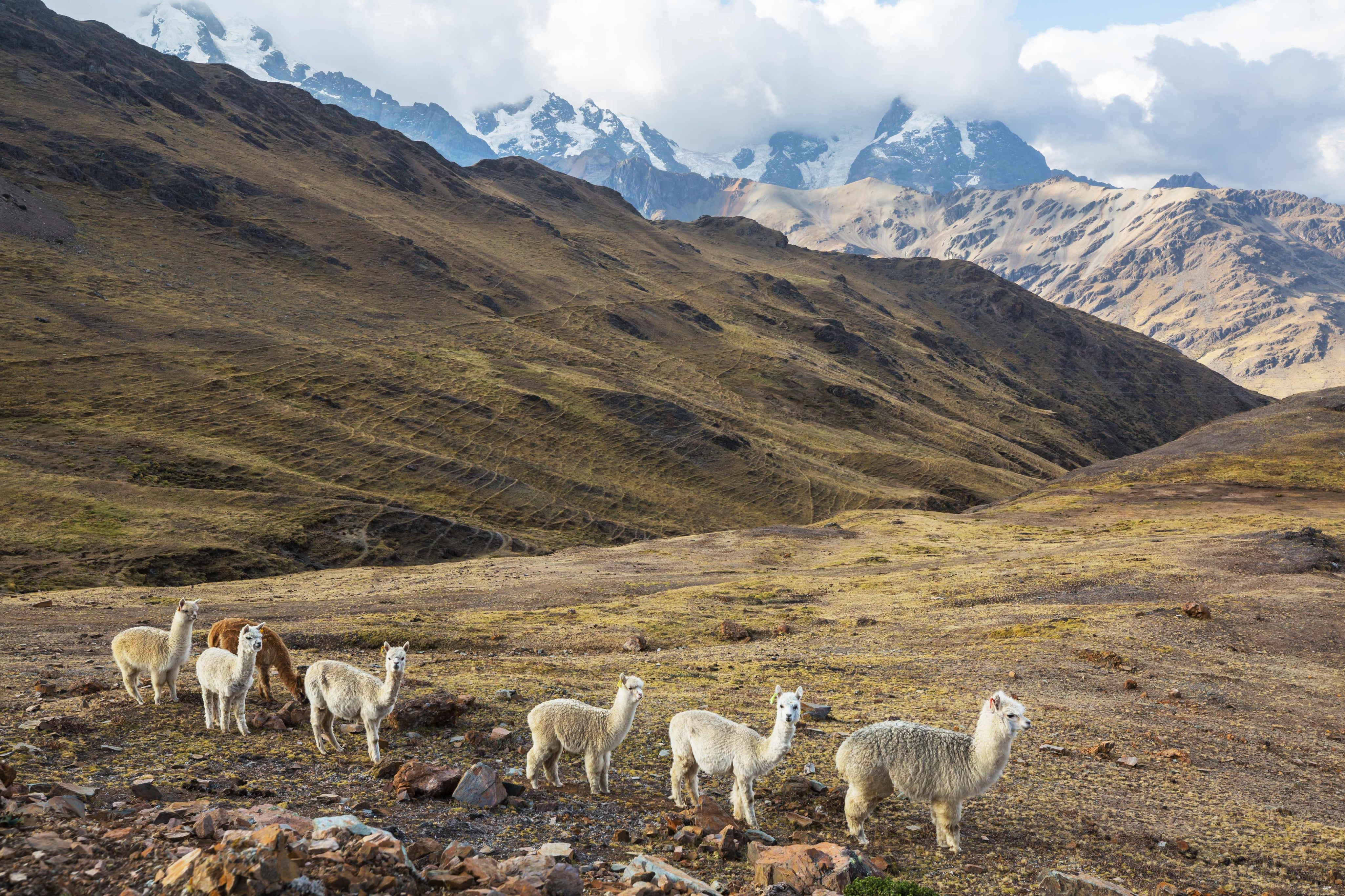 Alpacas at dawn