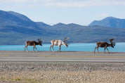 March of the reindeer