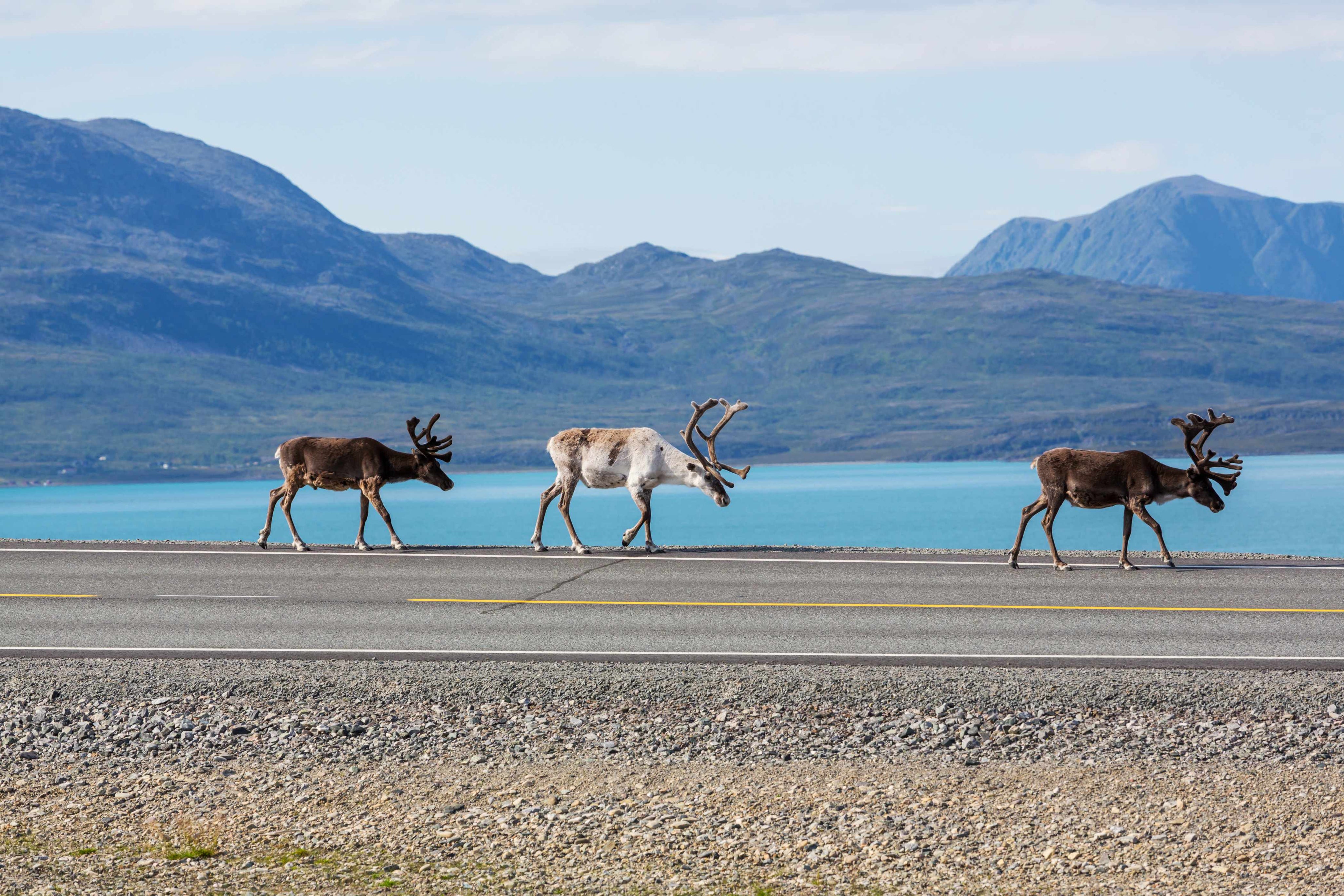 March of the reindeer