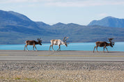 March of the reindeer