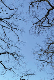 Above branches