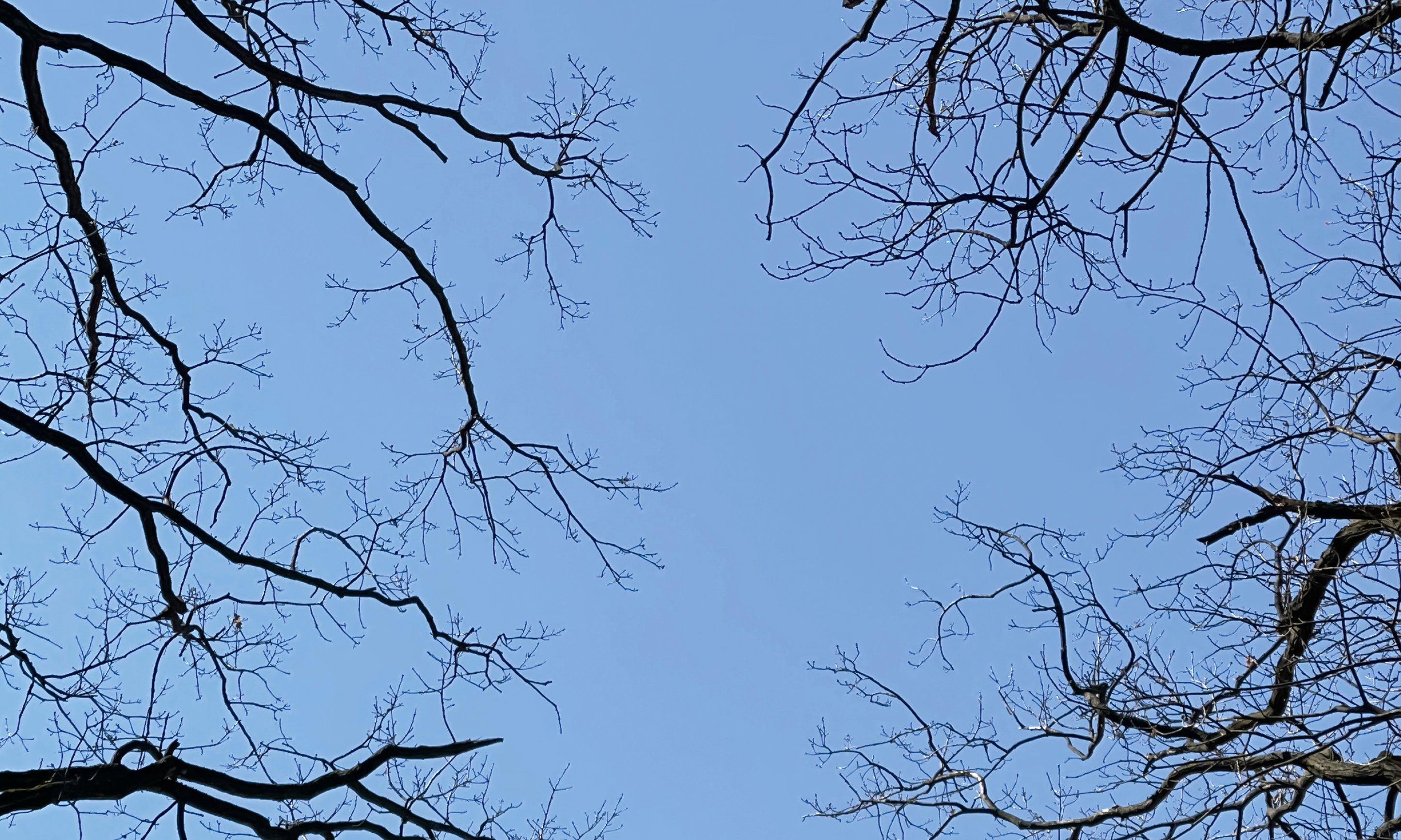 Abovebranches-100x160cm.jpg