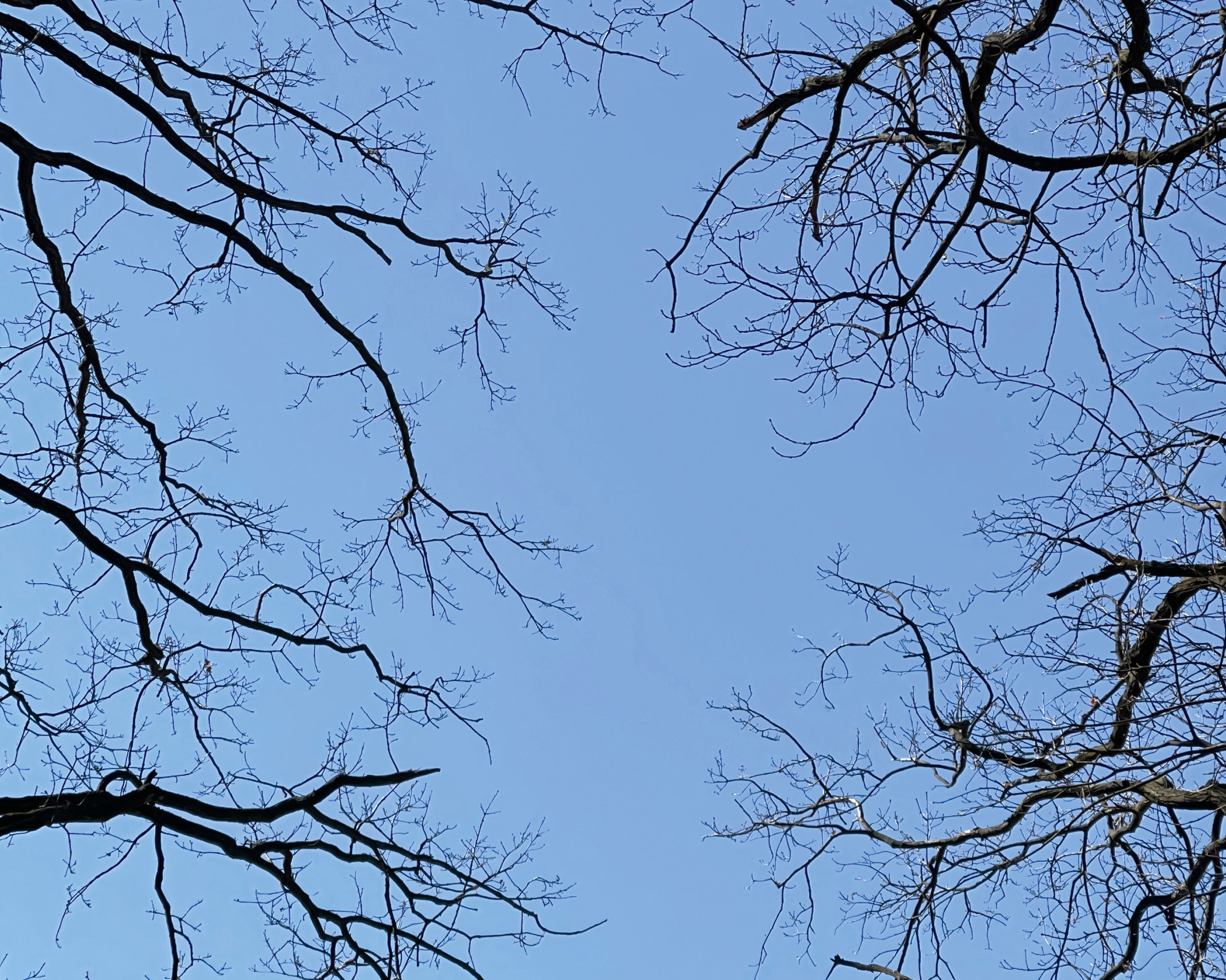 Abovebranches-100x160cm.jpg