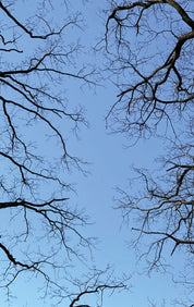 Above branches