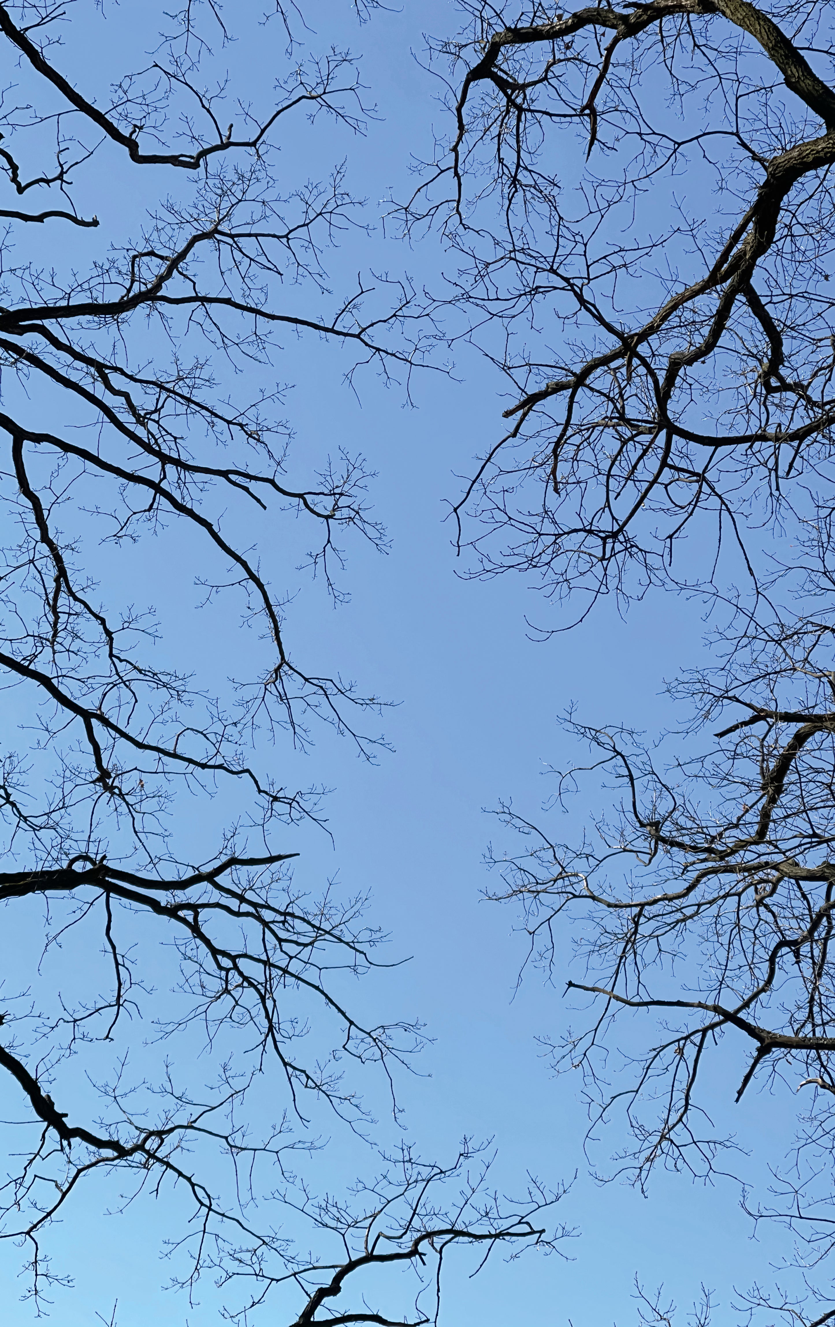 Above branches