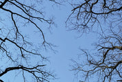 Above branches