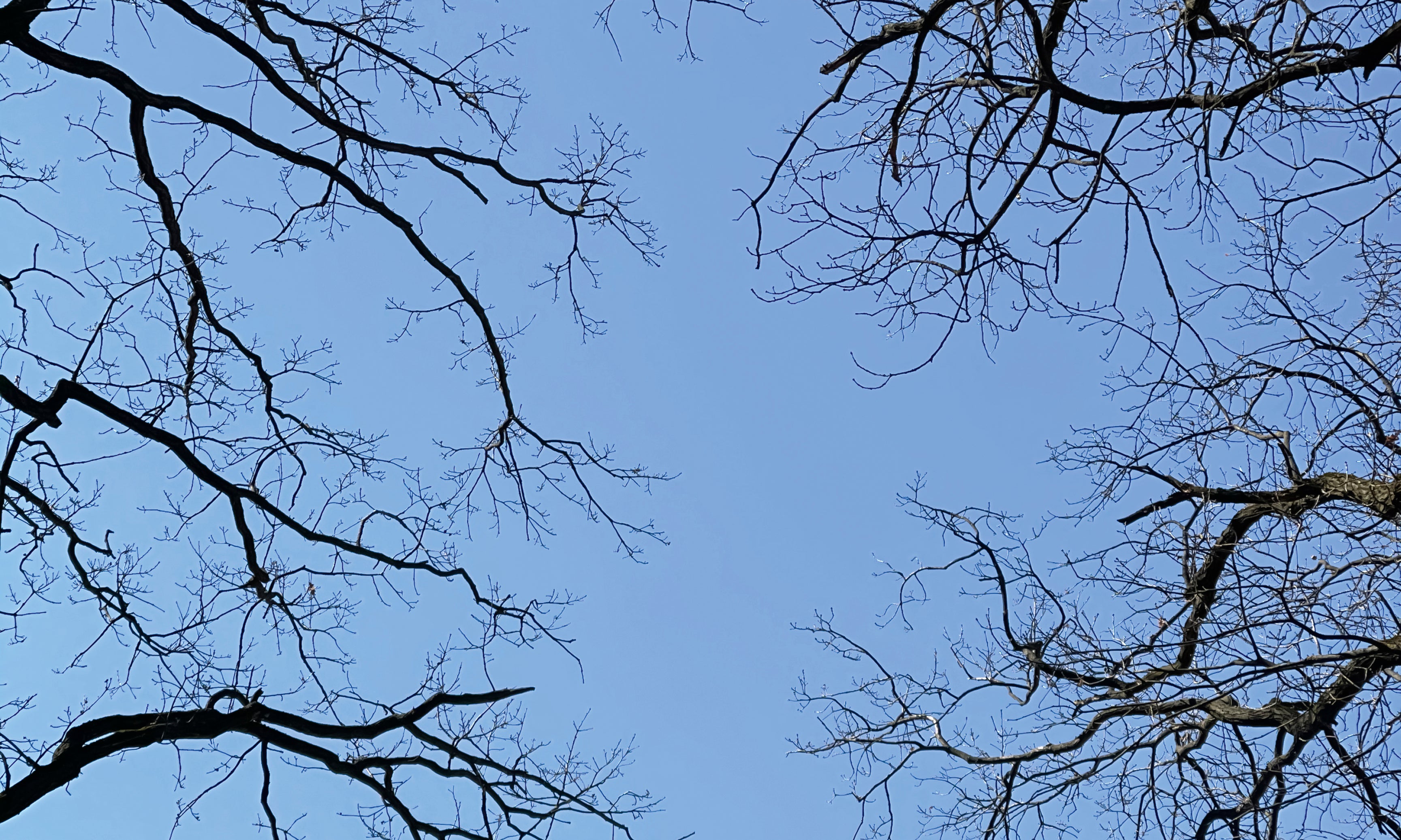 Abovebranches-120x80cm.jpg
