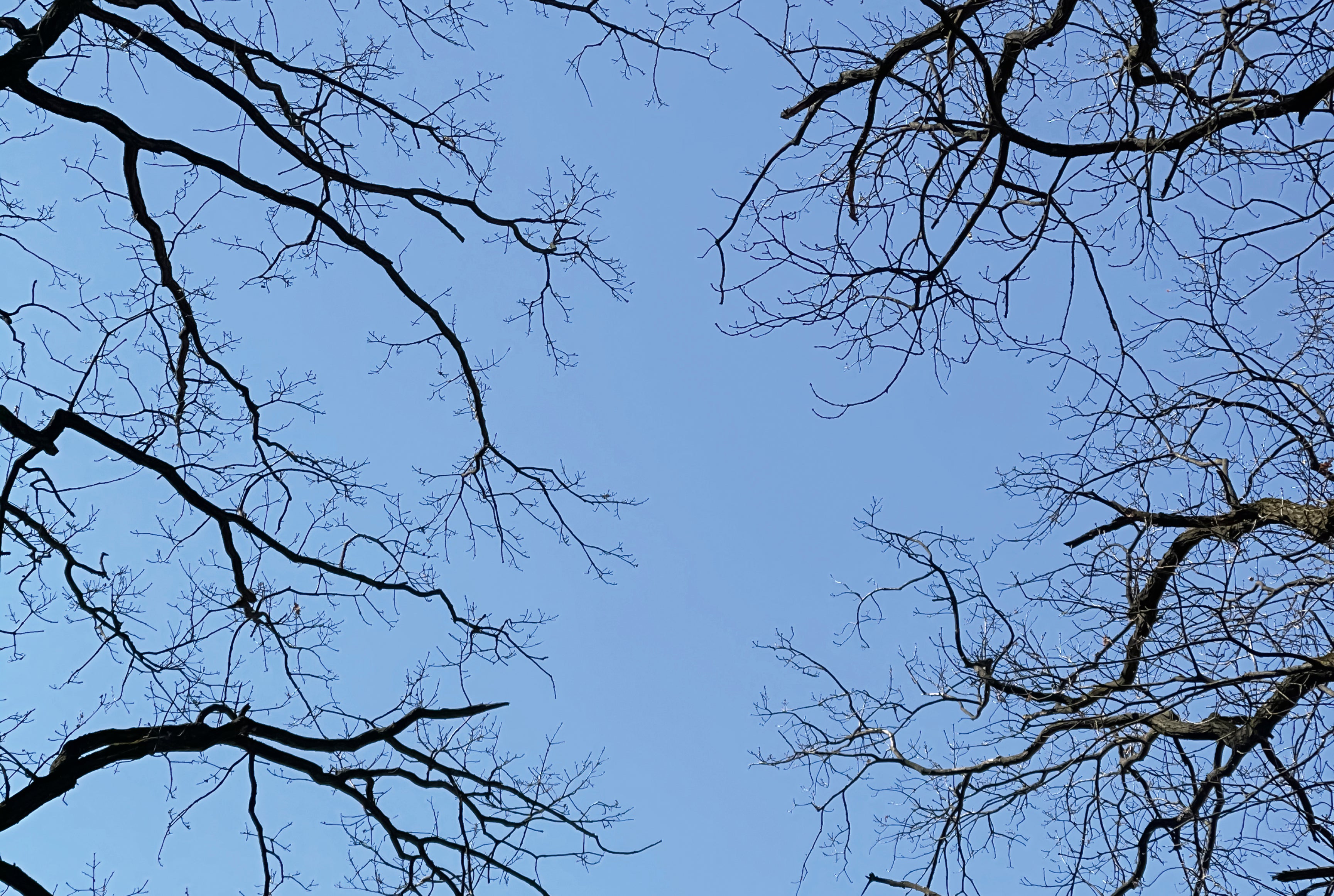 Abovebranches-120x80cm.jpg