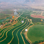 Above the green