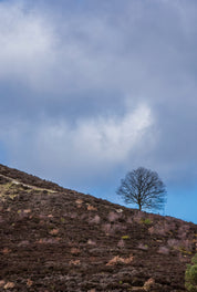 Against the sky