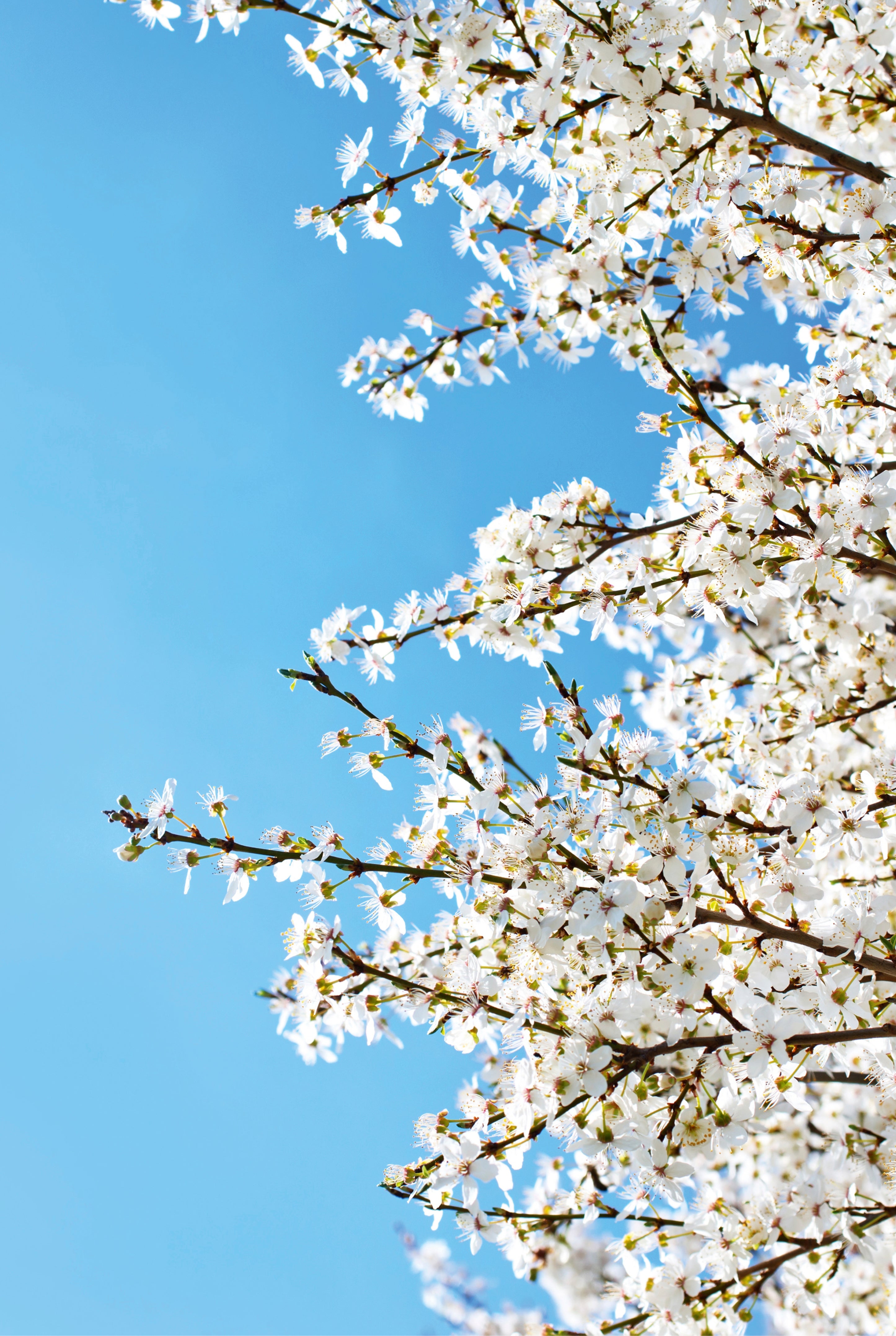 Airborne petals