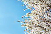 Airborne petals