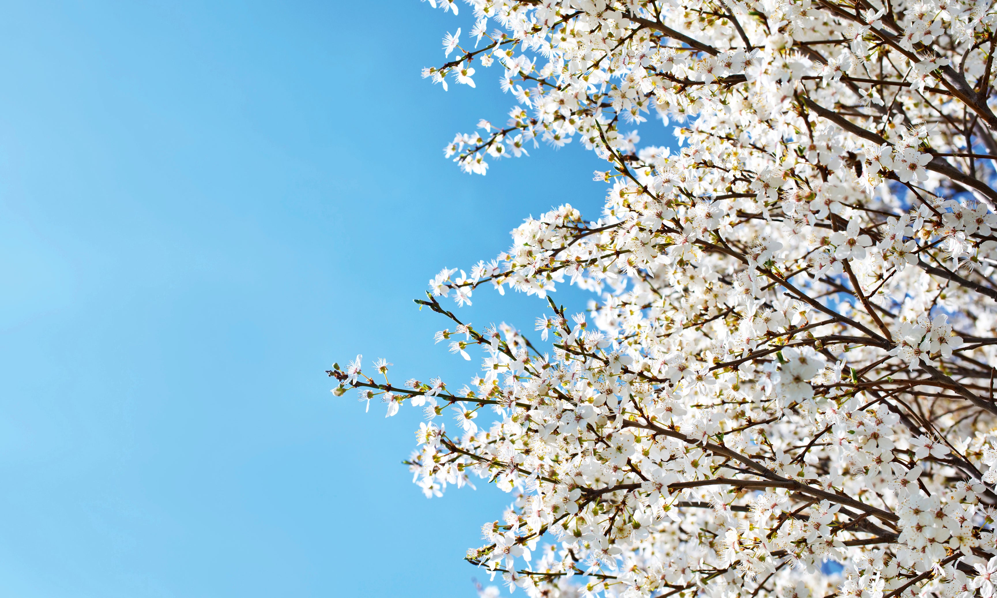 Airbornepetals-120x80cm.jpg