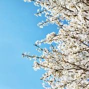 Airborne petals
