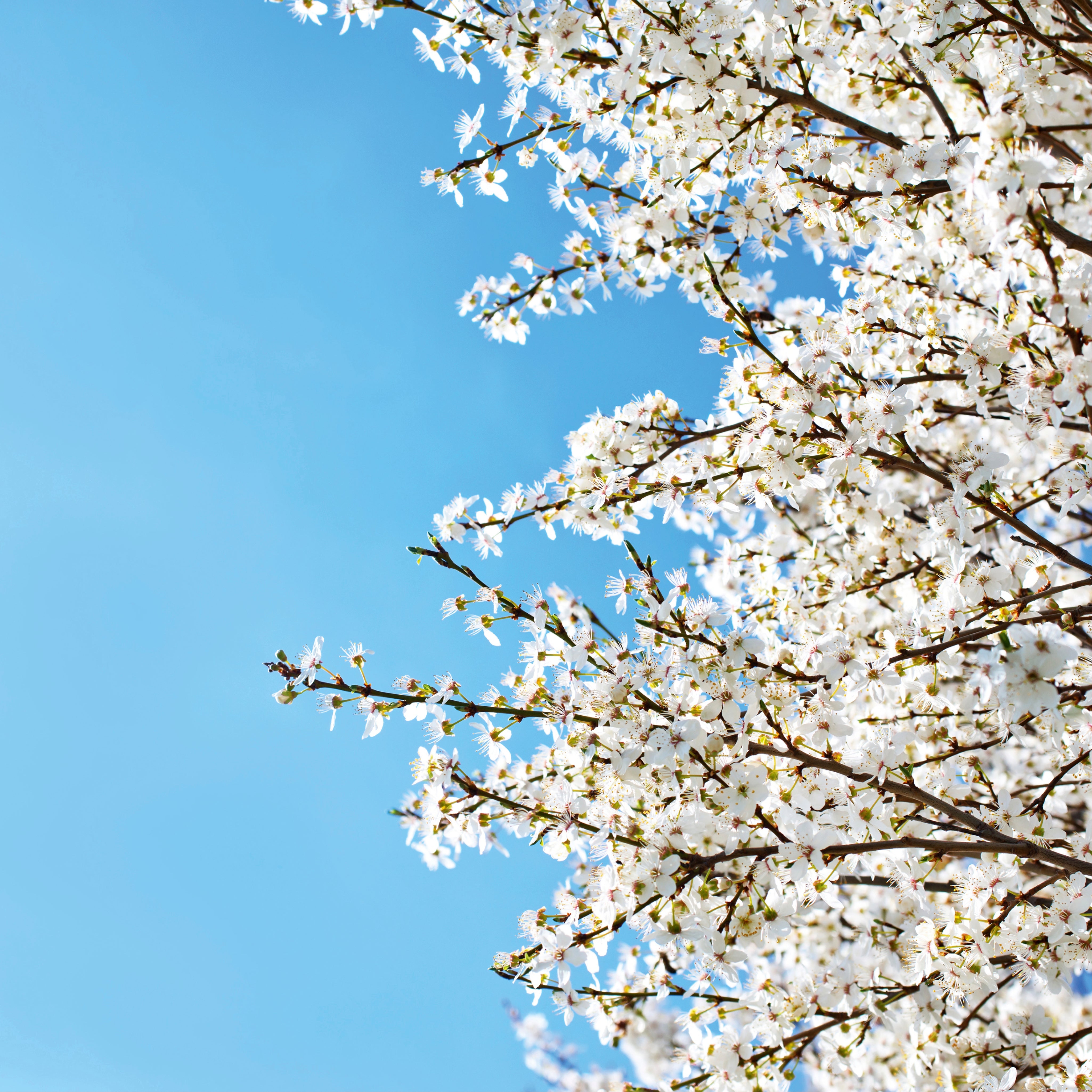 Airborne petals