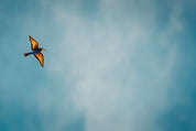 Air spirit