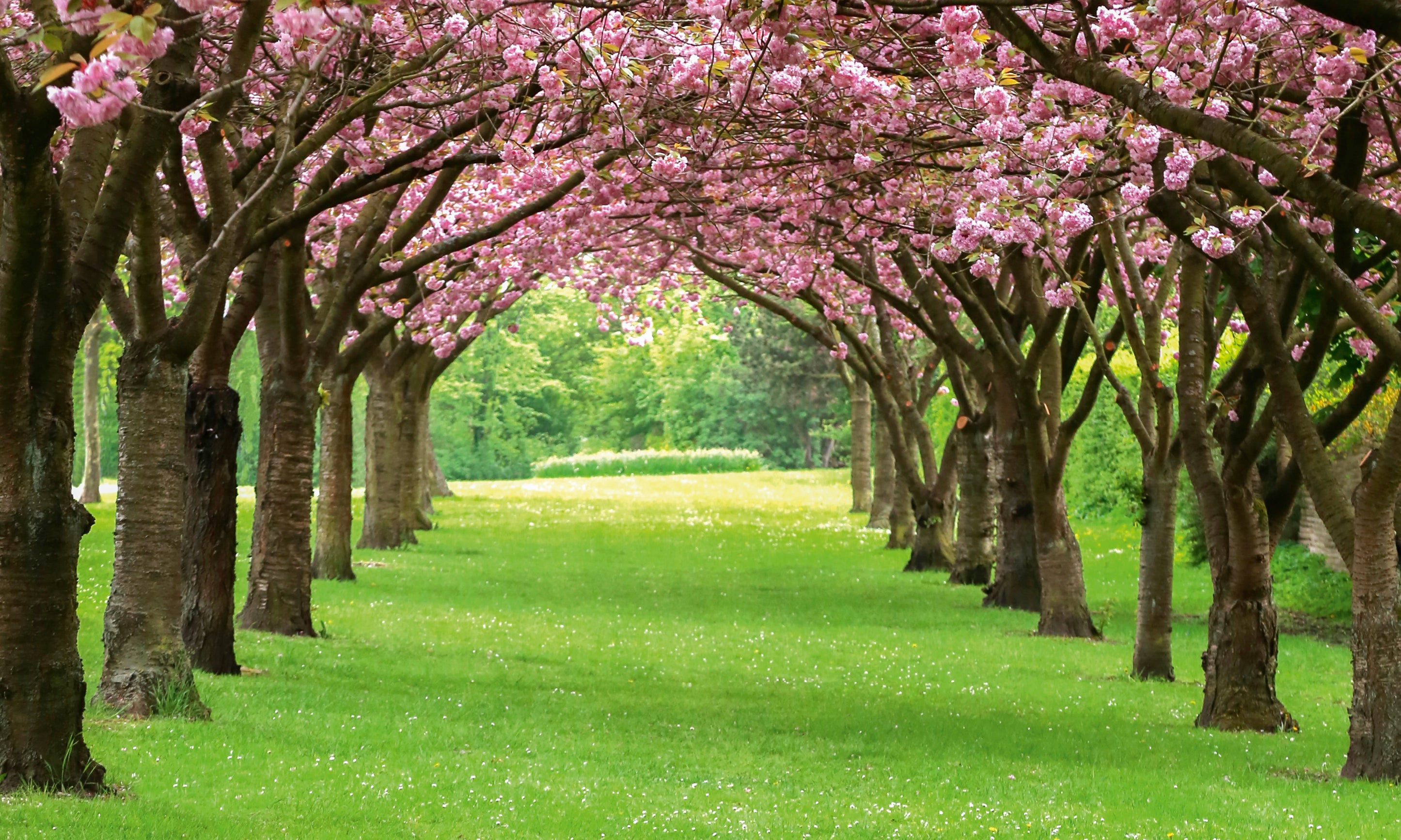 Arborofspring-100x150cm.jpg