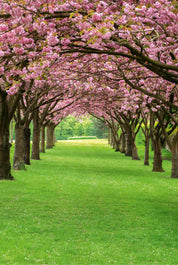 Arbor of spring