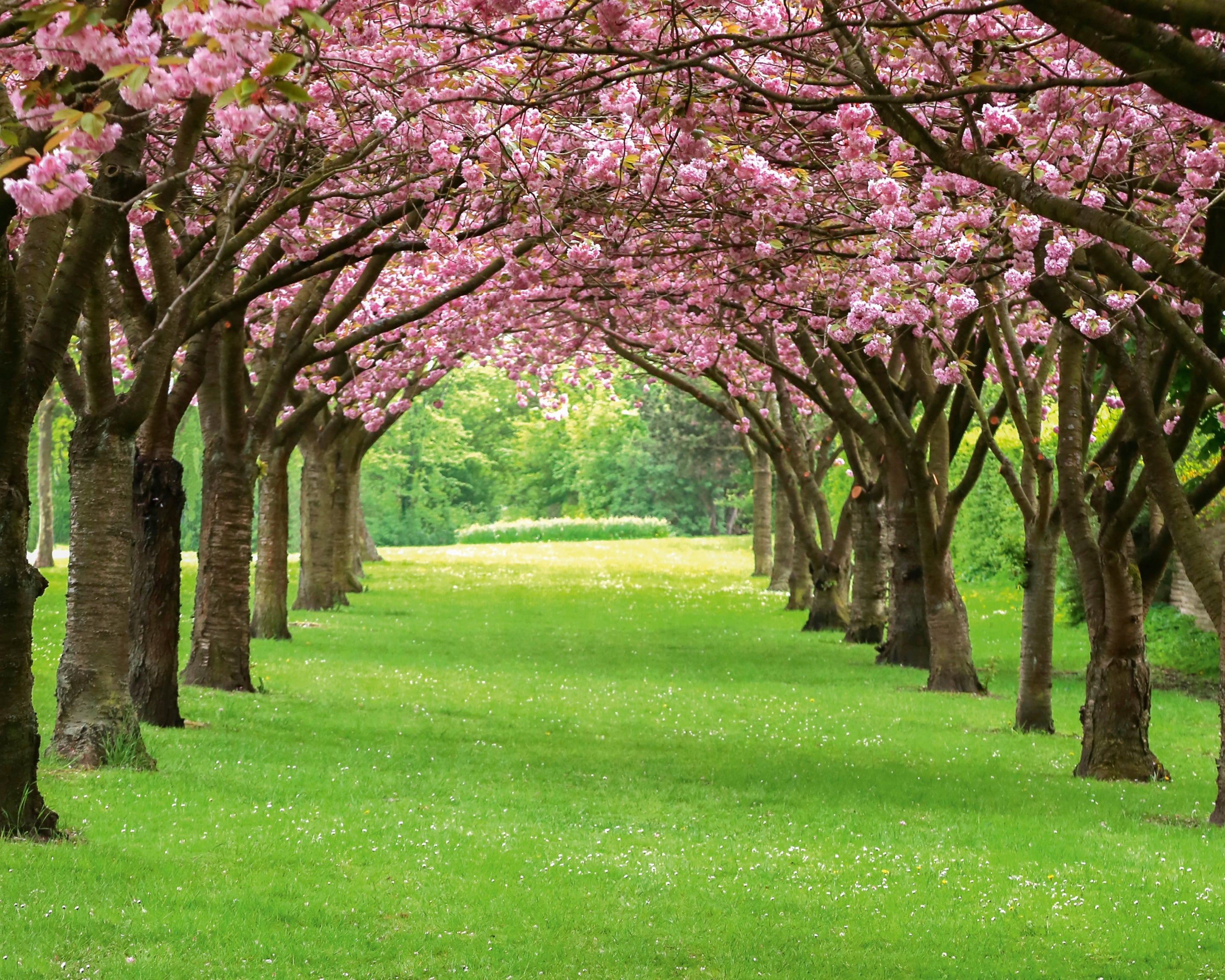 Arborofspring-100x160cm.jpg