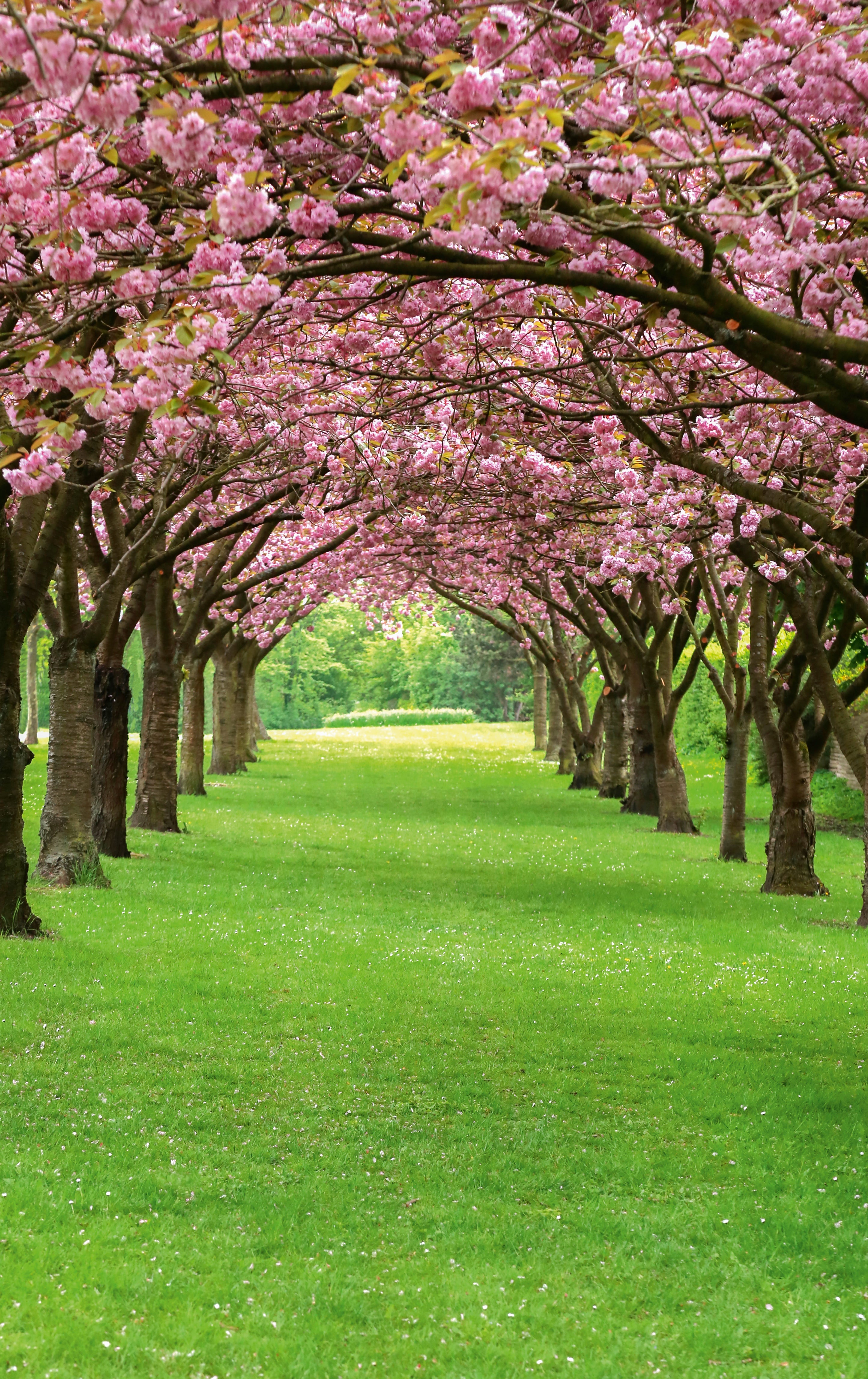 Arbor of spring