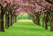 Arbor of spring