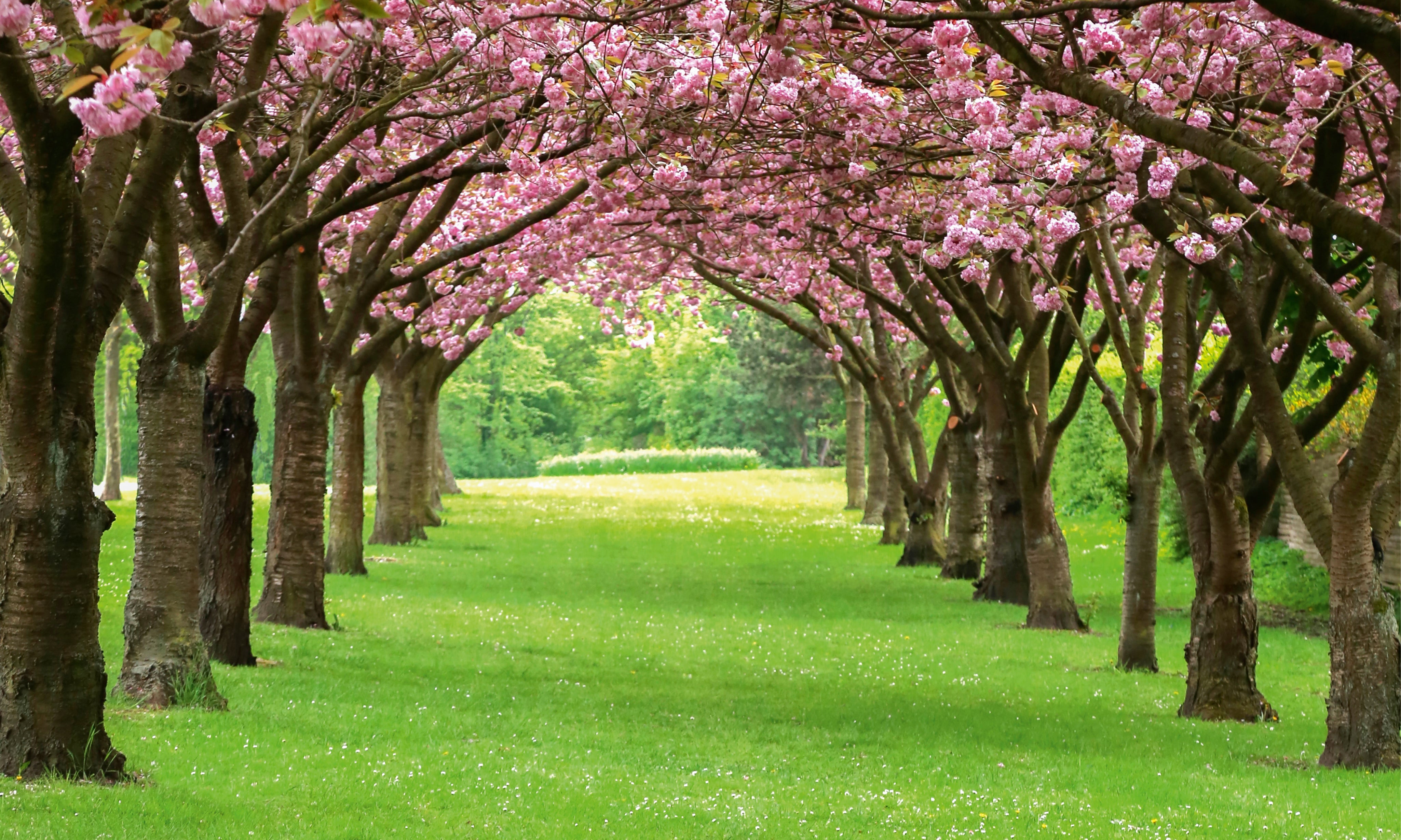 Arborofspring-150x100cm.jpg