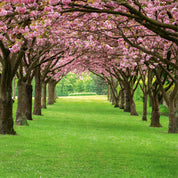 Arbor of spring