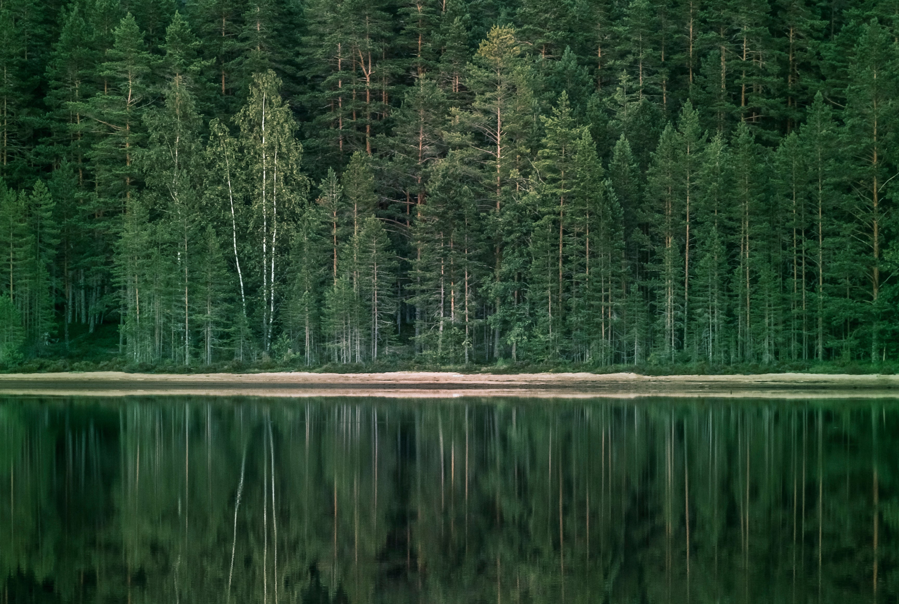 A tranquil shore