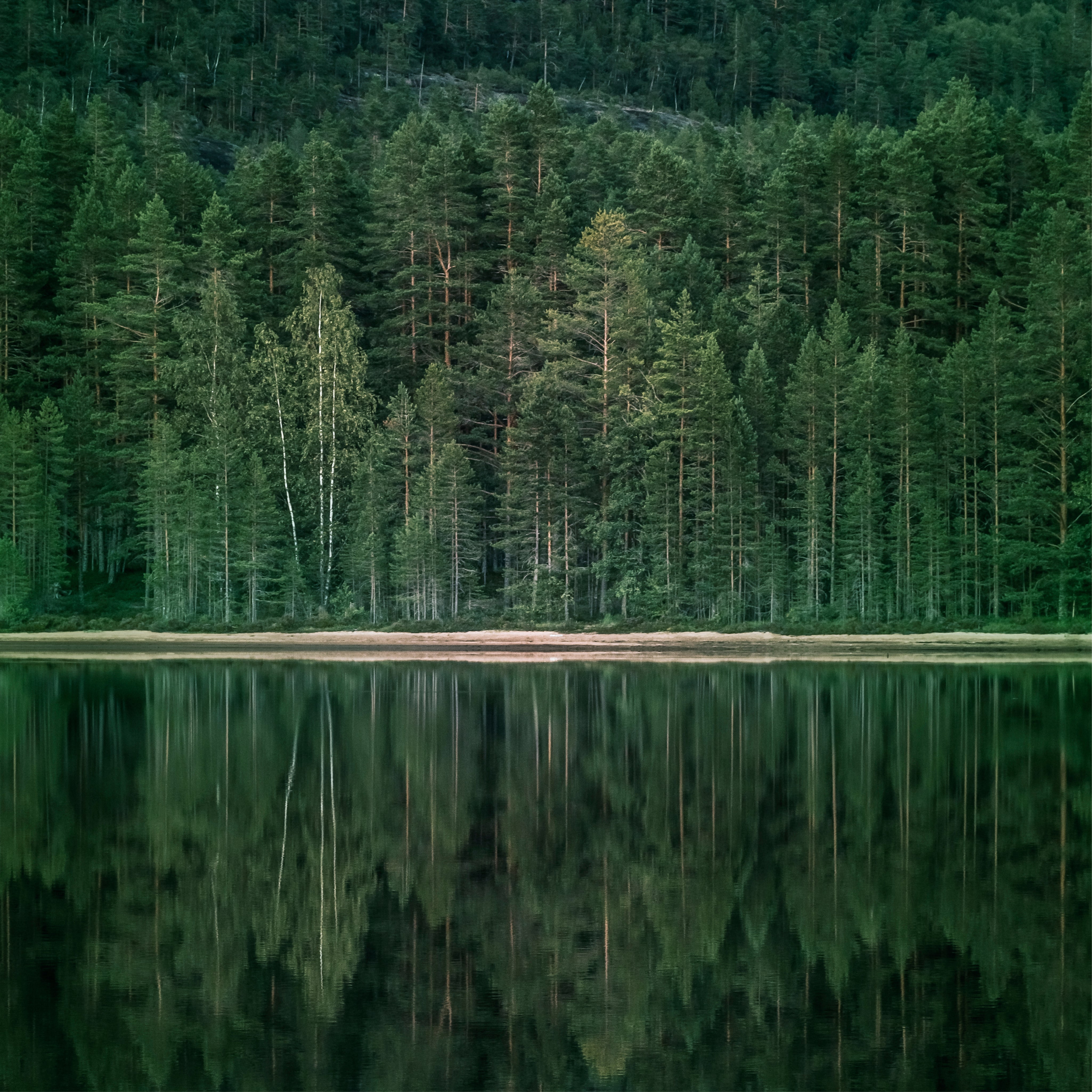 A tranquil shore