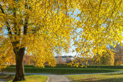 Autumn’s Way
