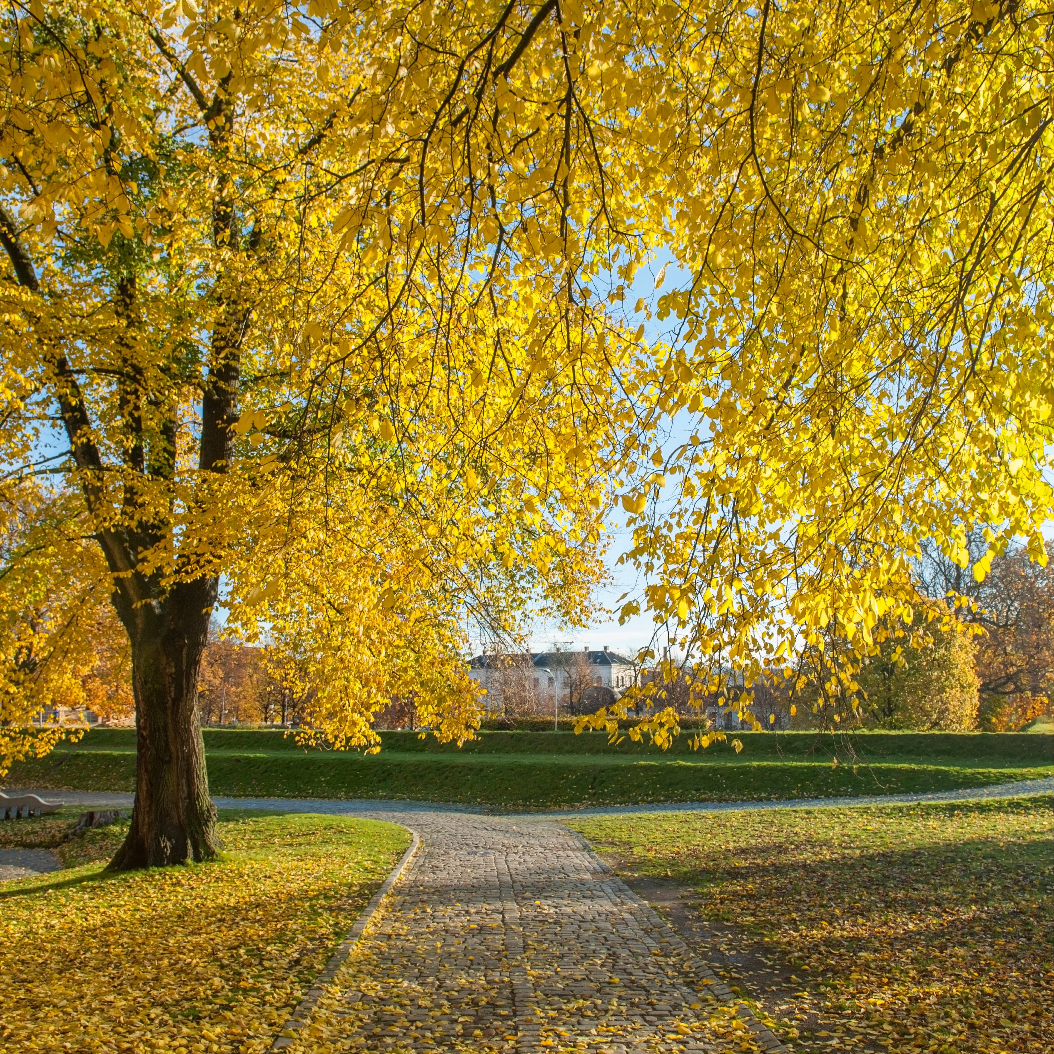 Autumn’s Way