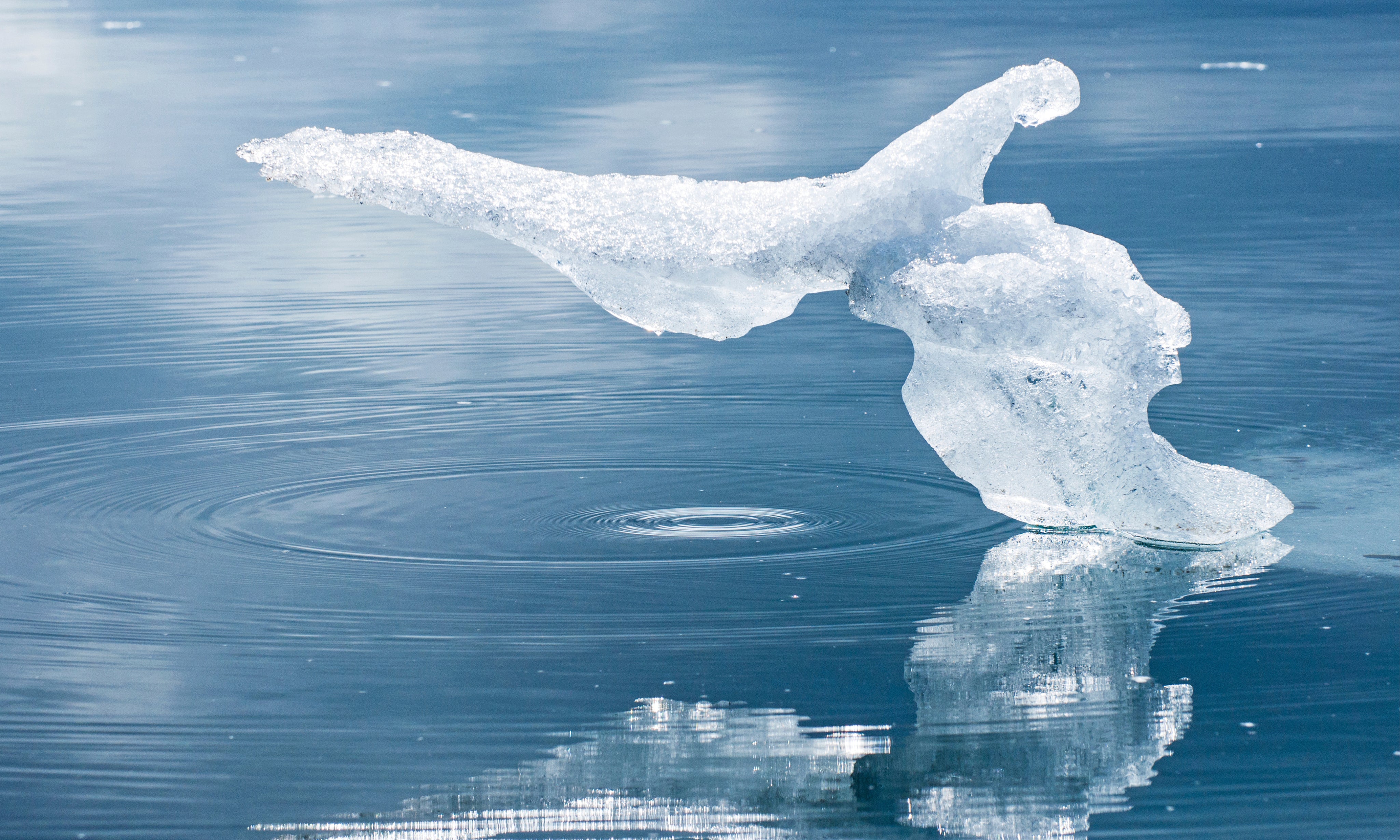 Awhaleform-150x100cm.jpg