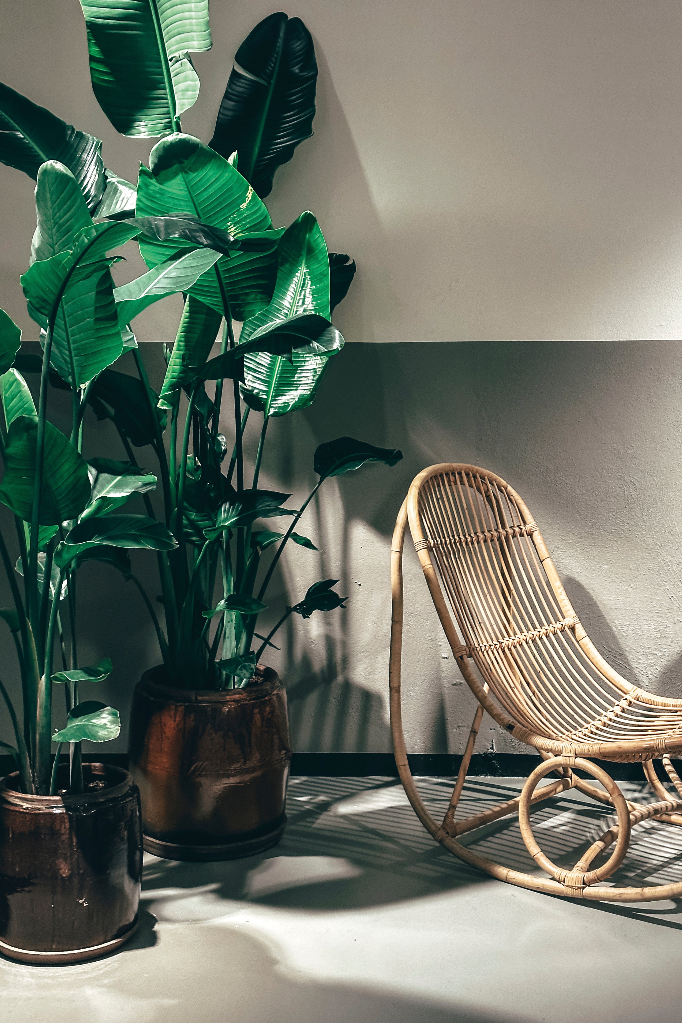 Bamboo and breath