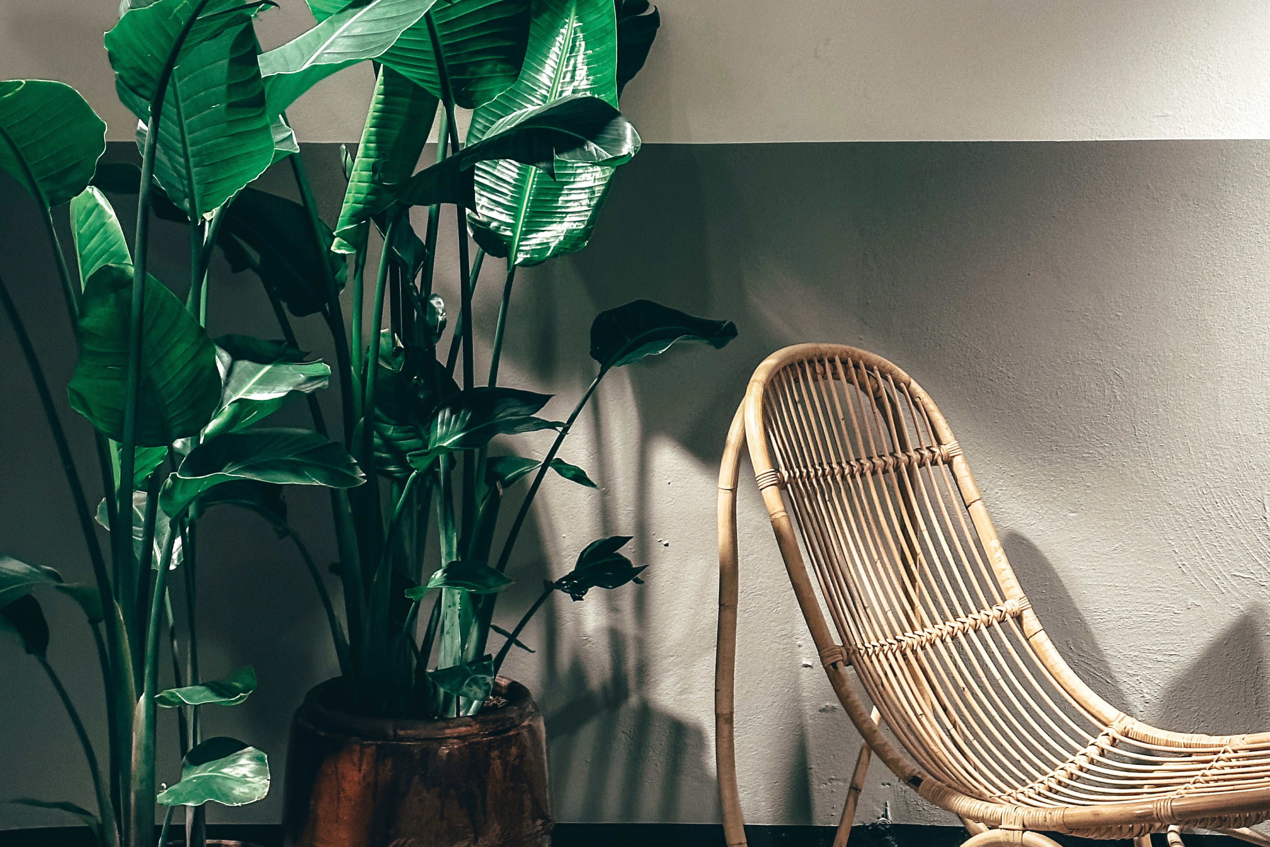 Bamboo and breath