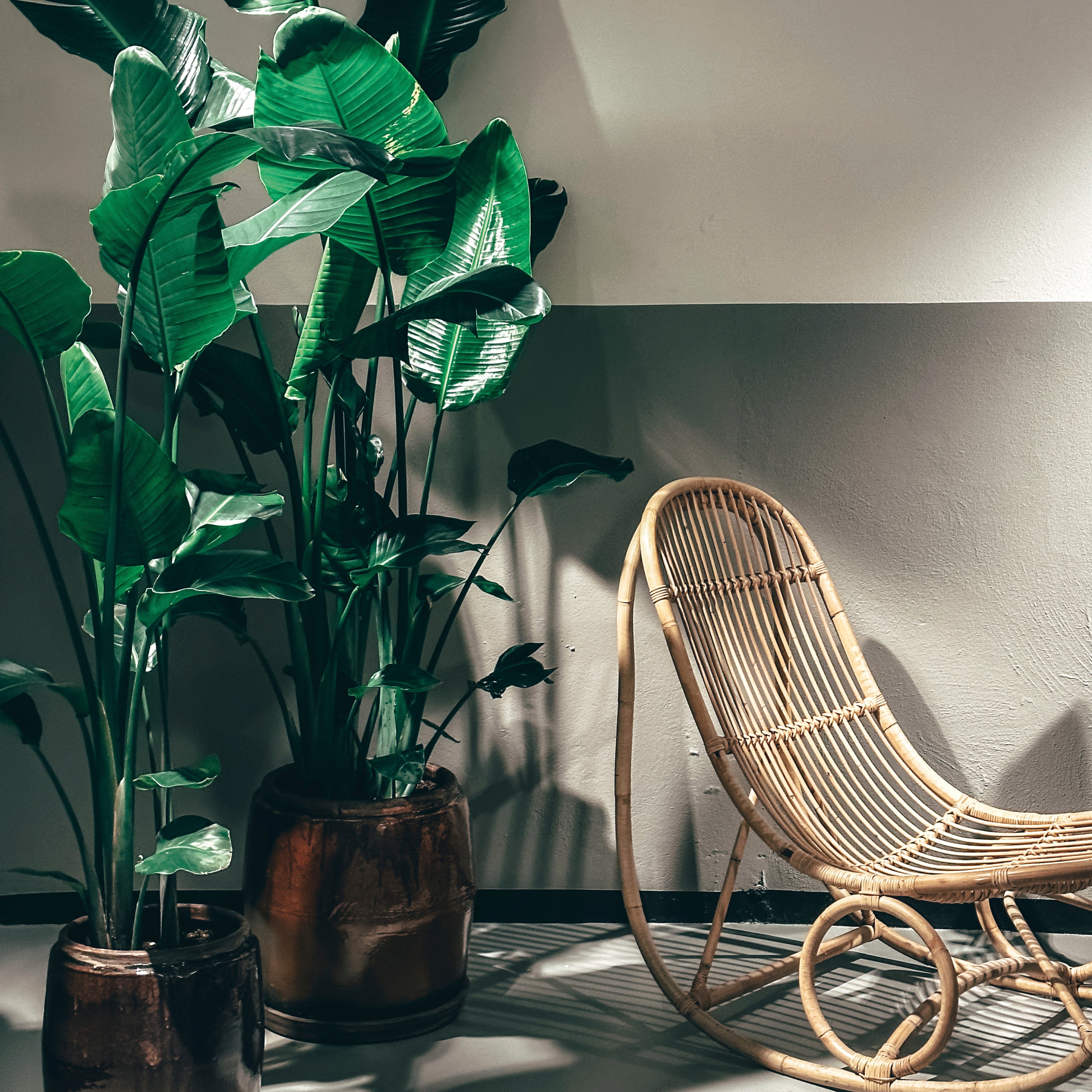 Bamboo and breath