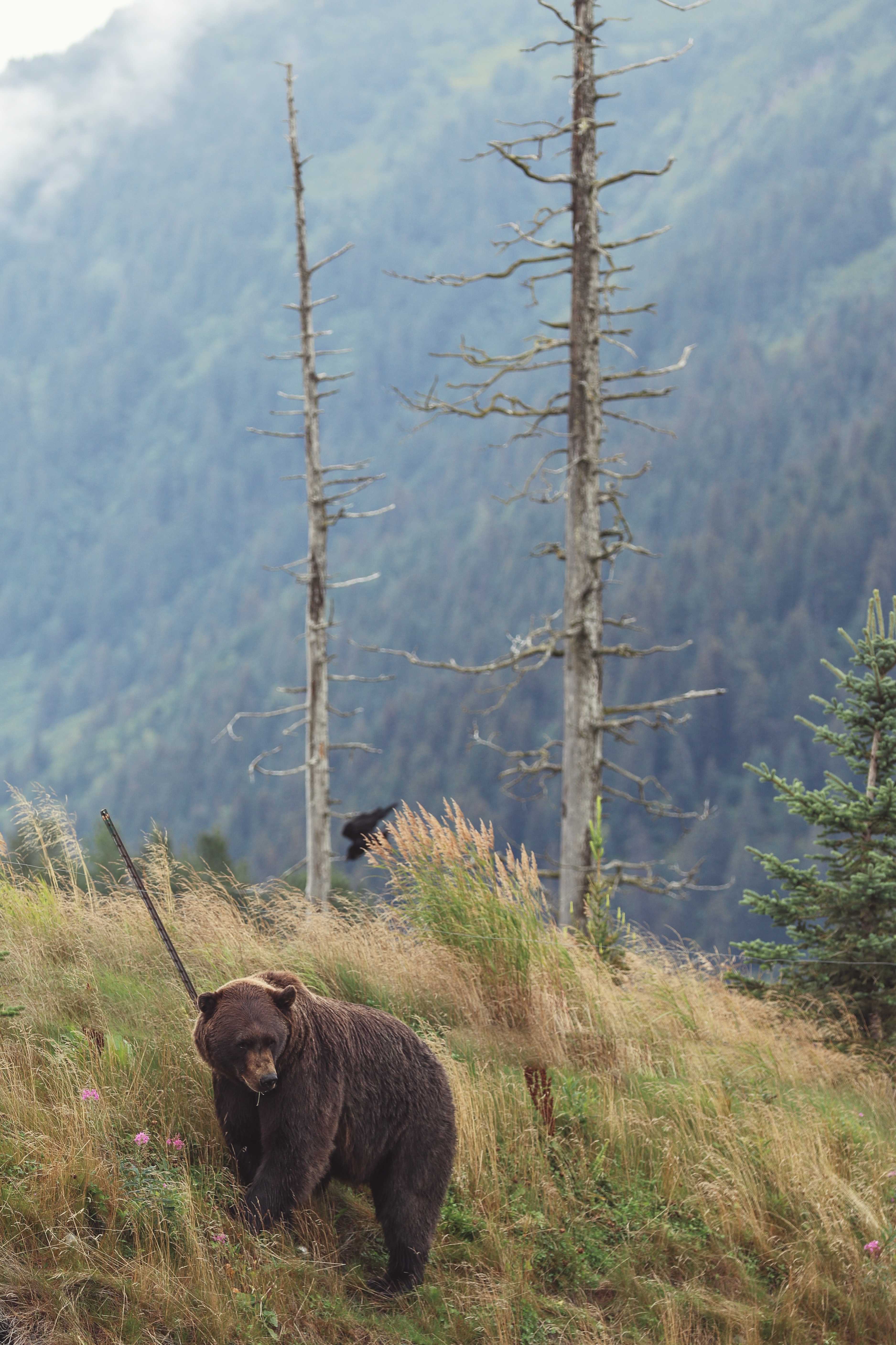 Bear on the edge