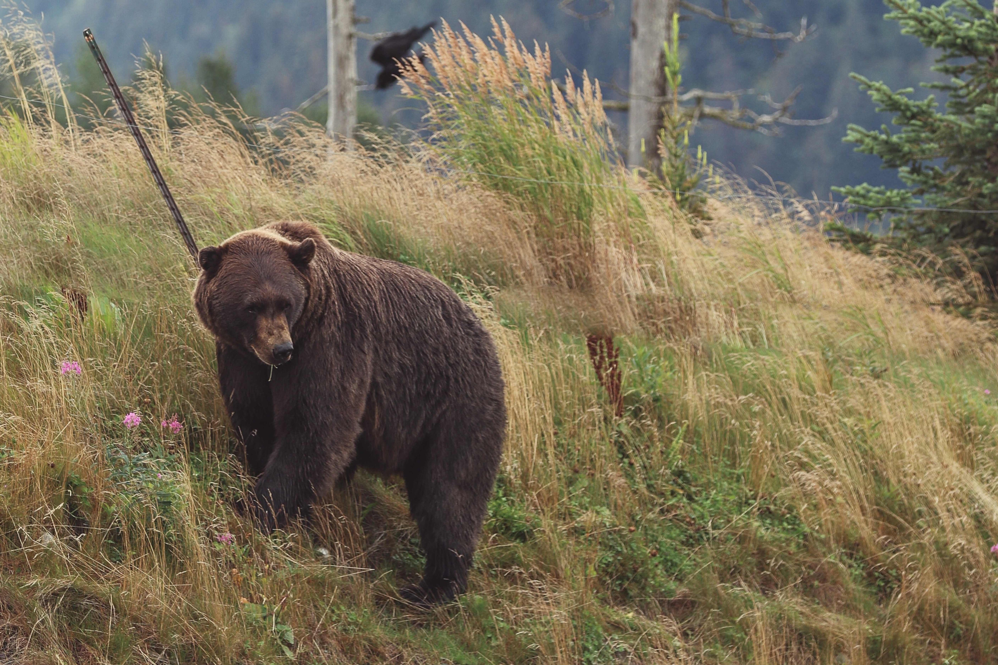 Bear on the edge