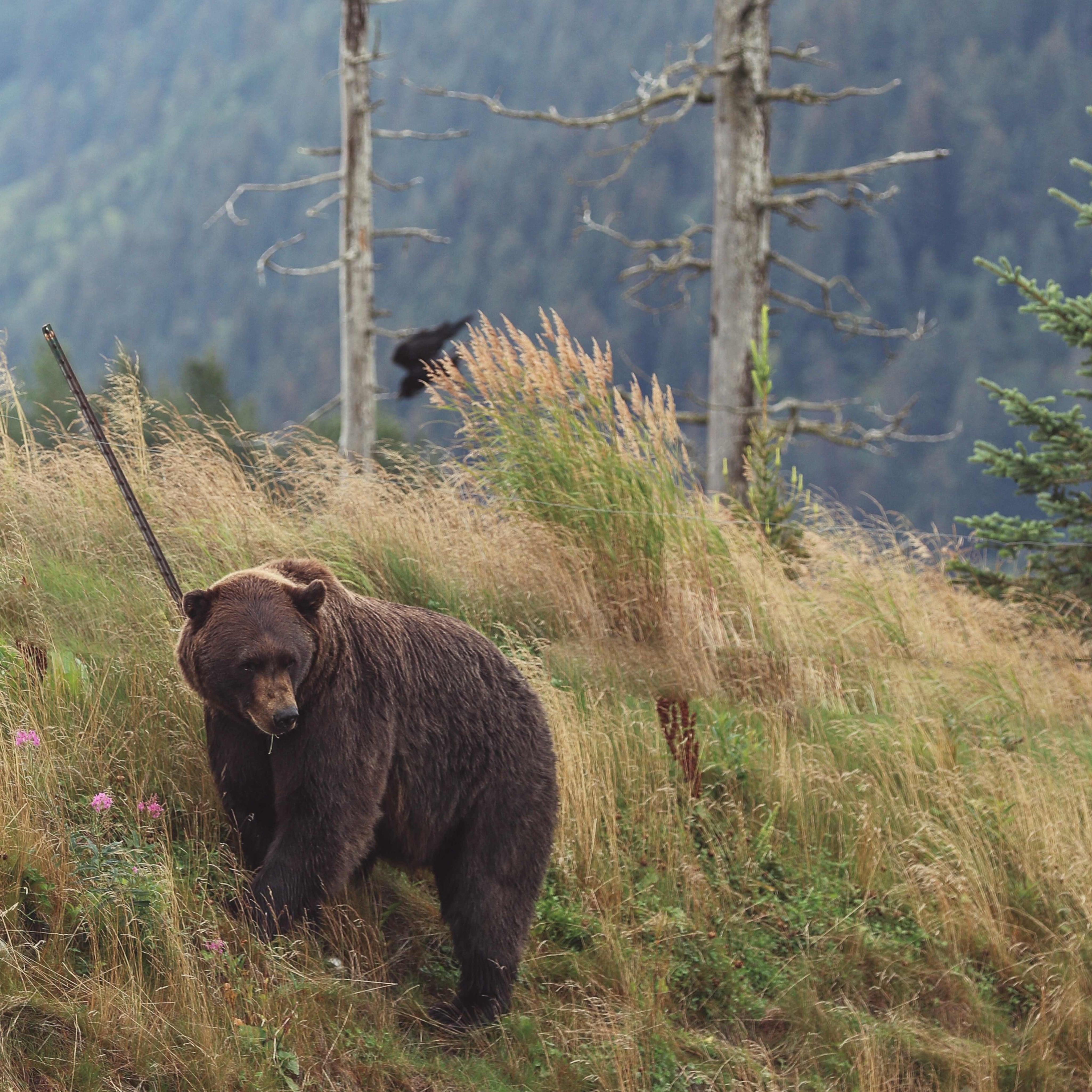 Bear on the edge