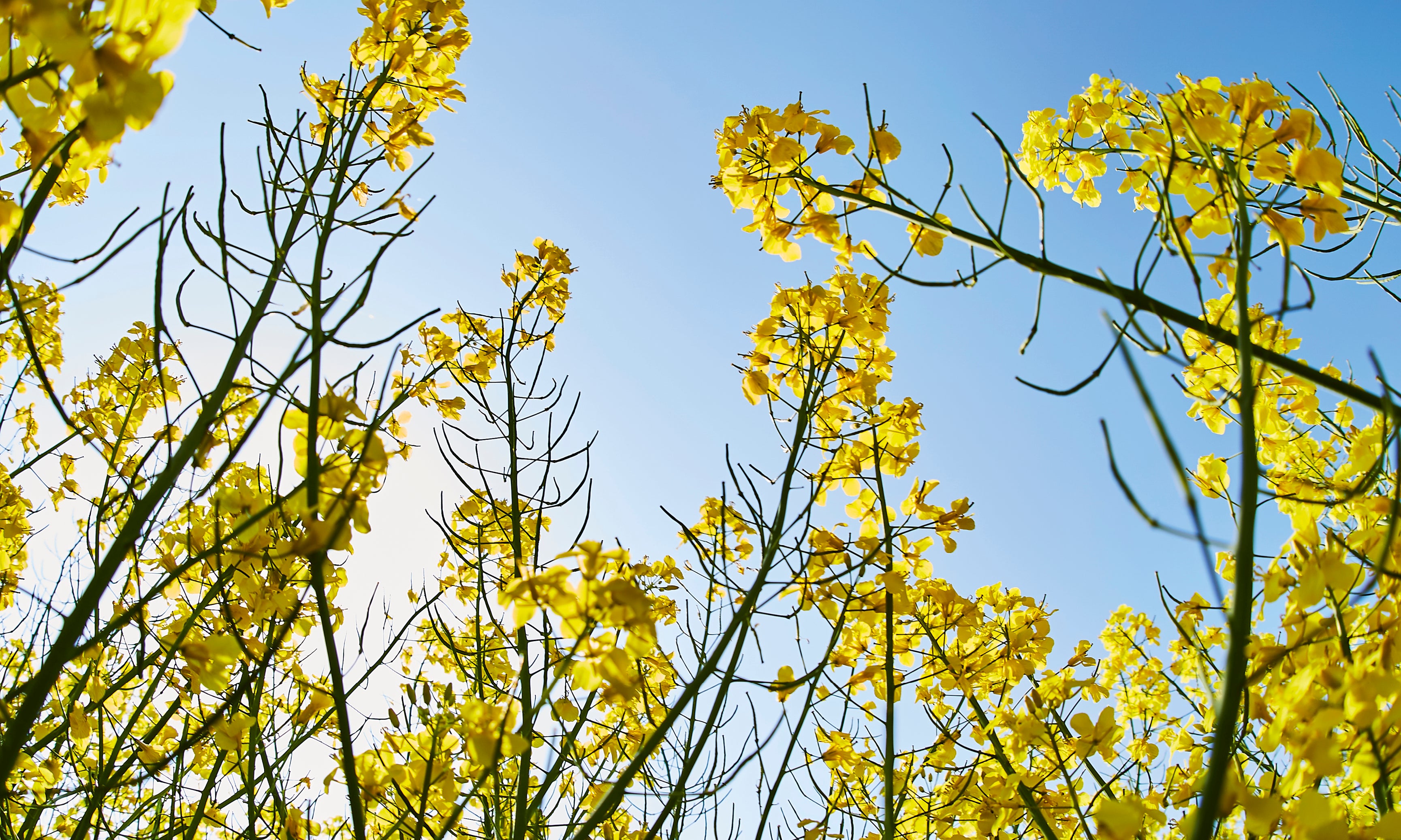 Betweenblooms-120x80cm.jpg