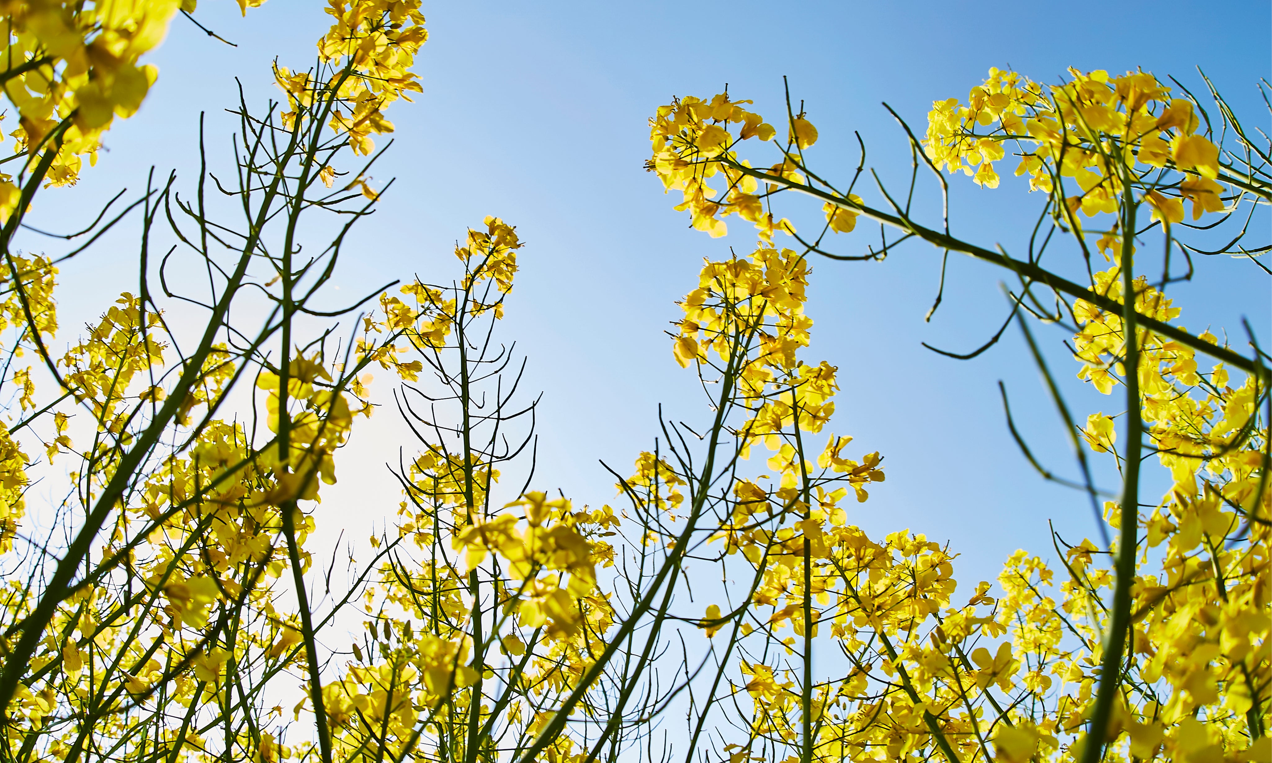 Betweenblooms-150x100cm.jpg