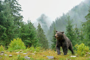 Between breath and roar