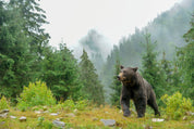 Between breath and roar