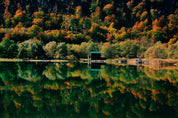 Between trees and water