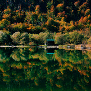 Between trees and water