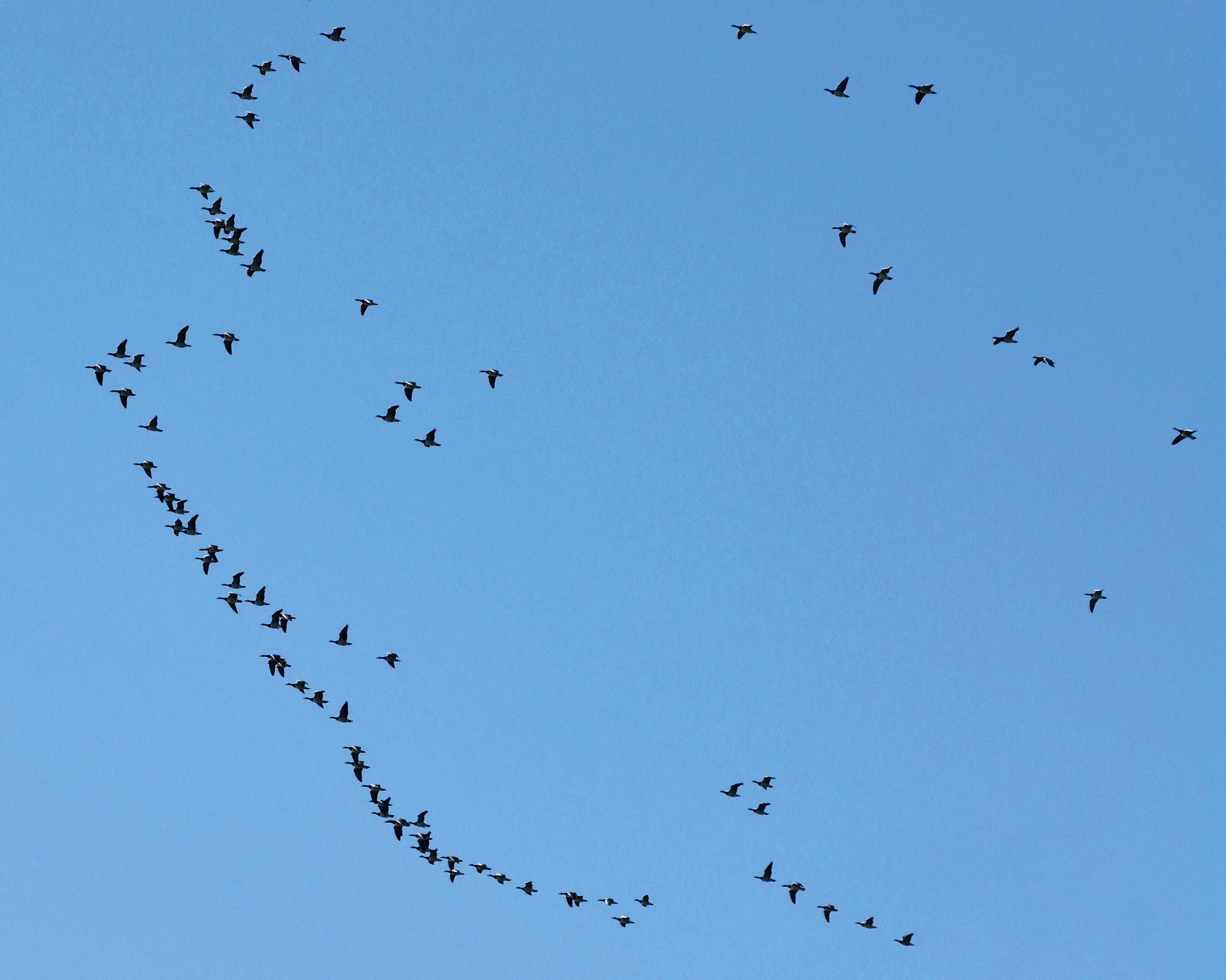 Birdtrail-100x150cm.jpg