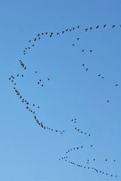 Bird trail