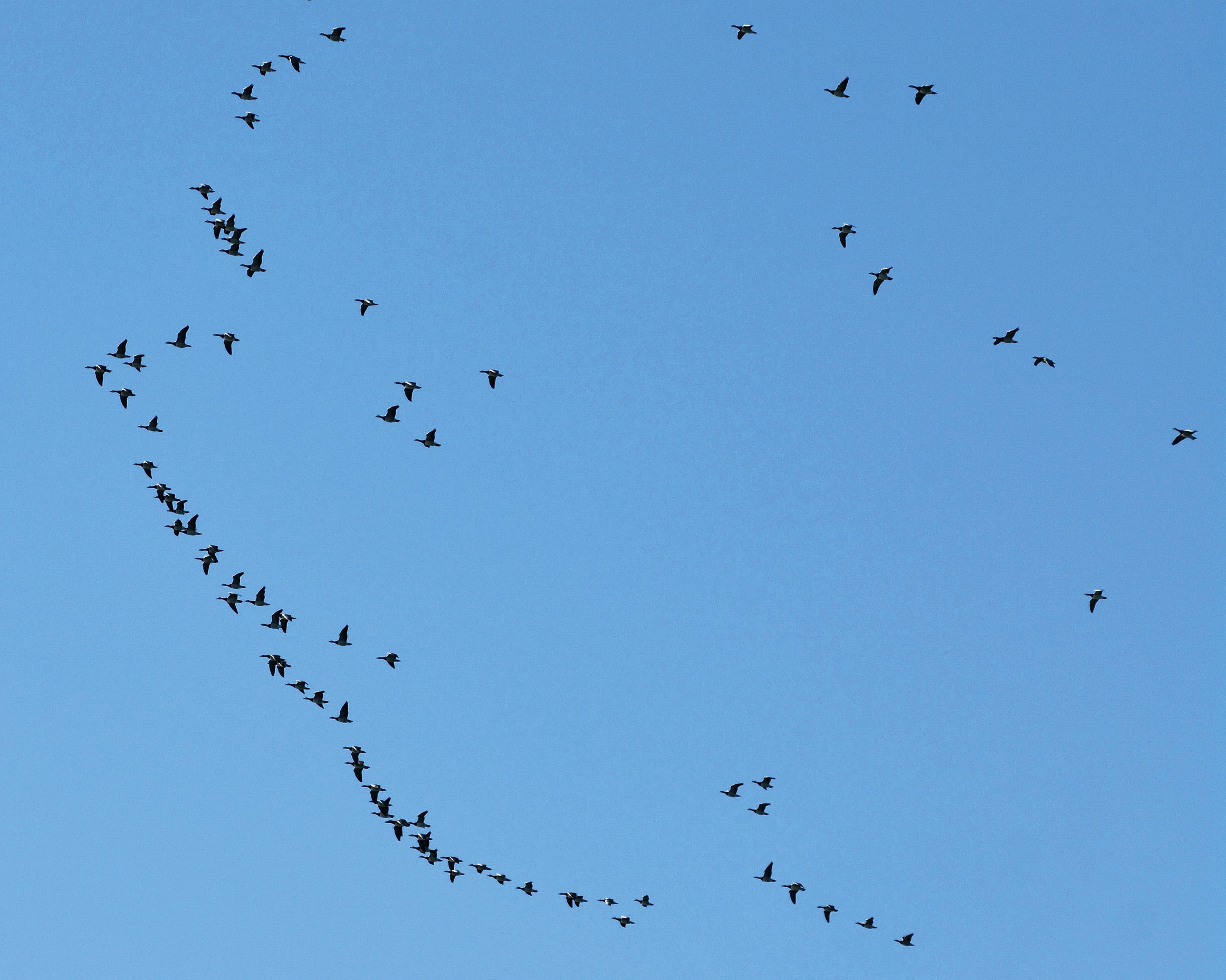 Birdtrail-80x120cm.jpg