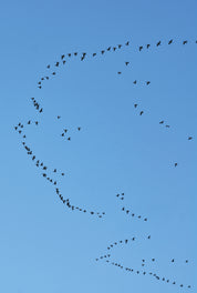 Bird trail